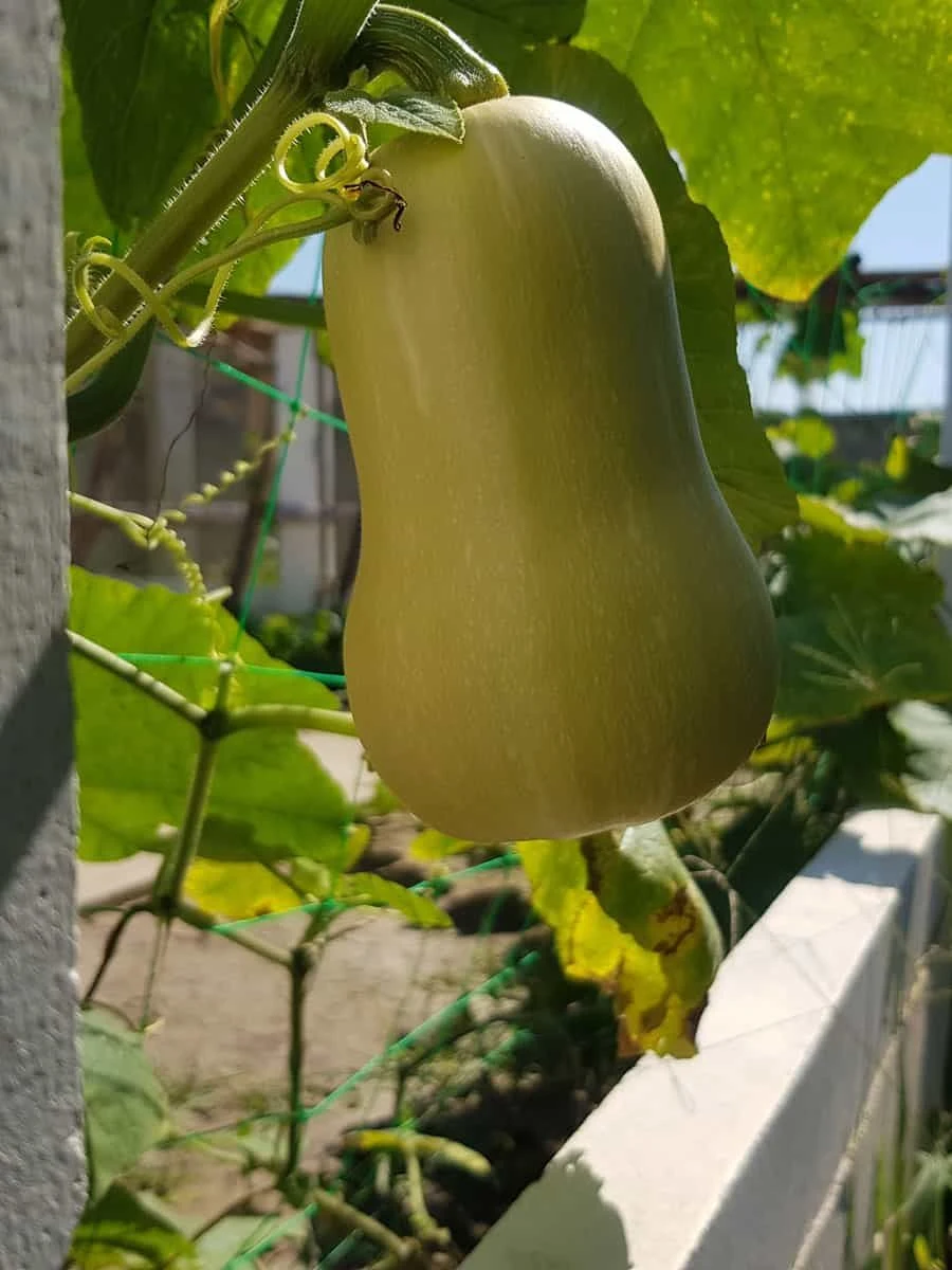 16c264f50bb4097aa34386beb0413940