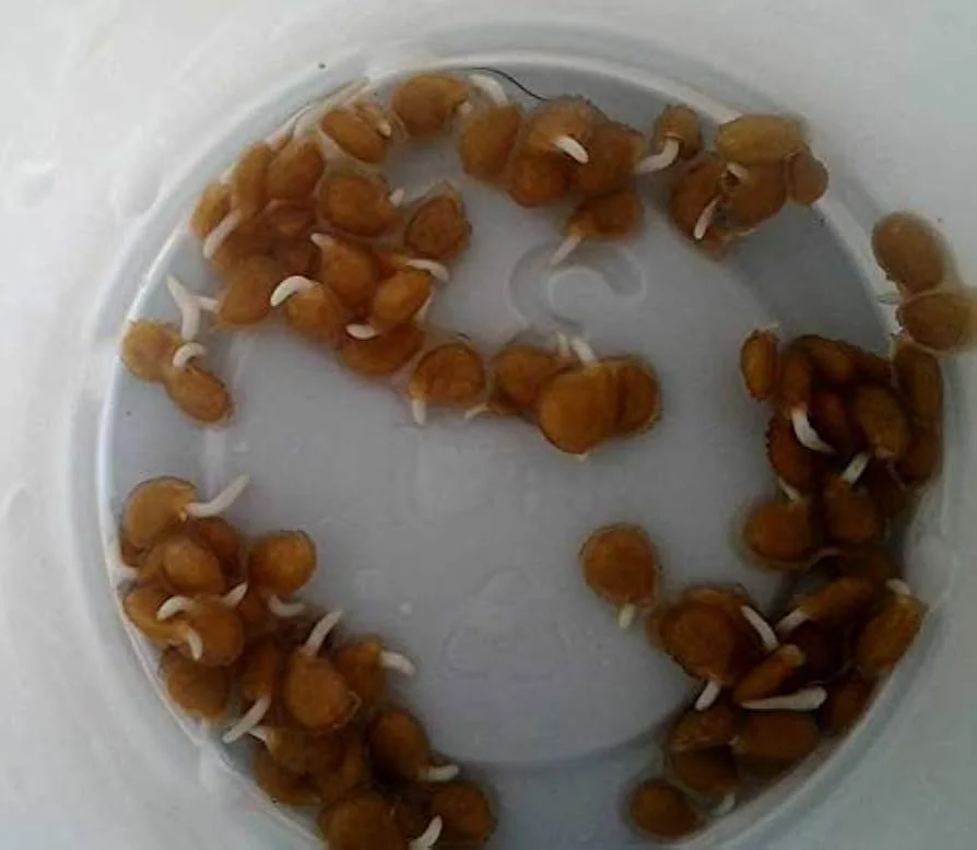 41ZQ5DC+CpL._UF894,1000_QL80_