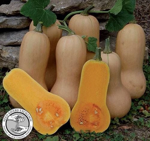 617936a2ca02031ee254ab07803e5495