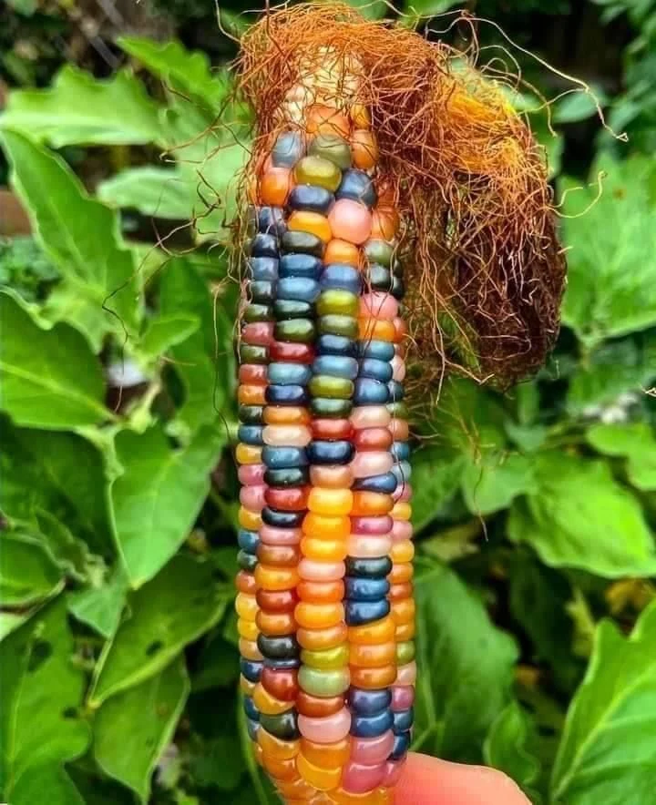 99d266ed52e21556beeb02d0393f9586