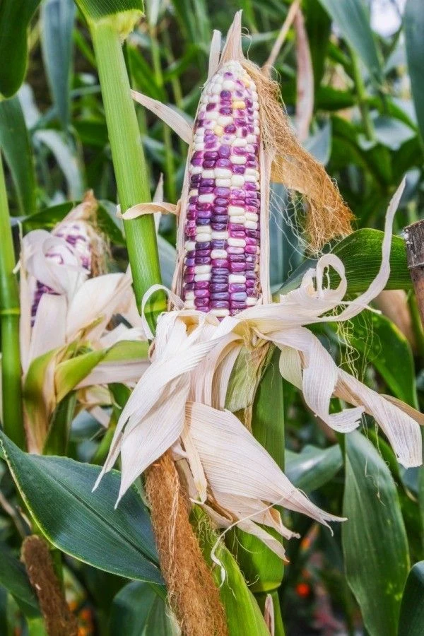 cc566b4c46e0a94356dcc5cc9283297a