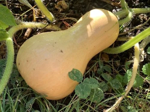 ea2d1768b99a15870625d4ce80d54d29