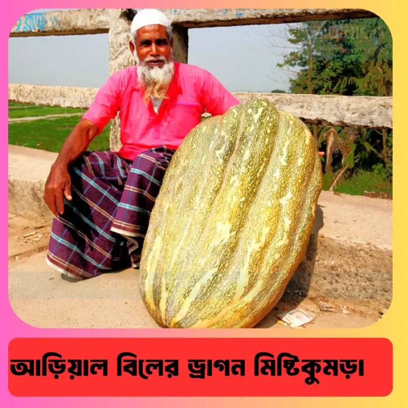 আড়িয়াল বিলের মিষ্টিকুমড়ার ১০ গ্রাম বীজের ইন্টেক প্যাকেট
