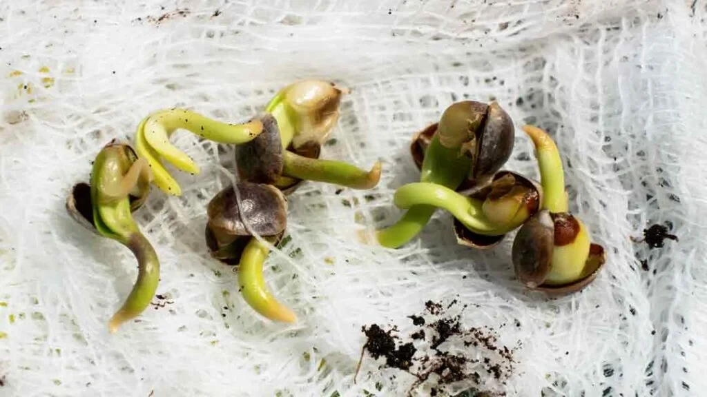 Guide-to-Germinating-Autoflower-Seeds-1024x576