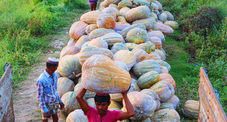 Pumpkin-Big-20170306165843.webp