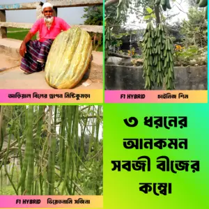 ৩ ধরনের আনকমন সবজী বীজের ইন্টেক প্যাকেট এর কম্বো নতুন বছর উপলক্ষে মাত্র ৫৯০ টাকায়