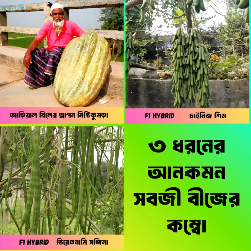 ৩ ধরনের আনকমন সবজী বীজের ইন্টেক প্যাকেট এর কম্বো নতুন বছর উপলক্ষে মাত্র ৫৯০ টাকায়