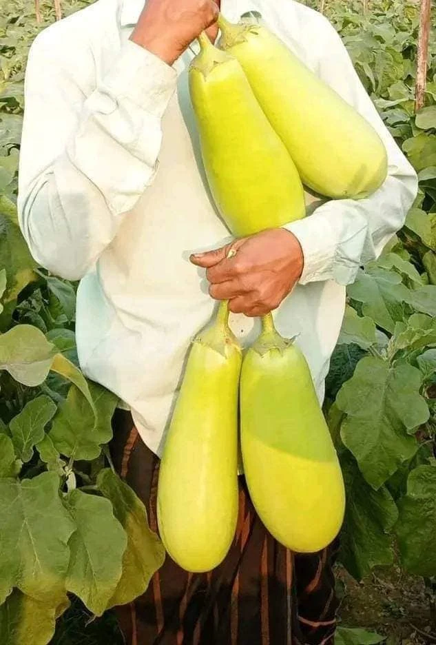 494086386_1277957604336878_8199738441579691705_n