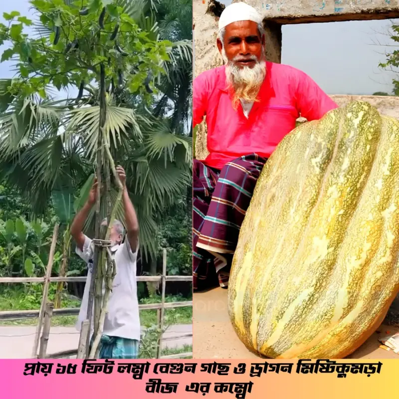 প্রায় ১৫ ফিট লম্বা বেগুন গাছ ও ড্রাগন মিষ্টিকুমড়া বীজ এর ইন্টেক প্যাকেট এর কম্বো
