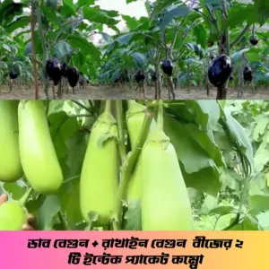 ডাব বেগুন ও রাখাইন বেগুন এই দুটি উচ্চফলনশীল বেগুন বীজের ২ টি ইন্টেক প্যাকেট কম্বো