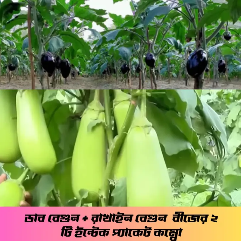 ডাব বেগুন ও রাখাইন বেগুন এই দুটি উচ্চফলনশীল বেগুন বীজের ২ টি ইন্টেক প্যাকেট কম্বো