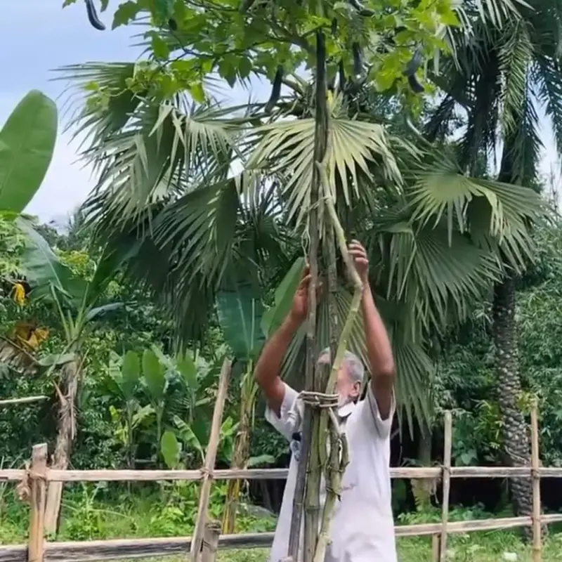 প্রায় ১৫ ফিট লম্বা বেগুন গাছের বীজের মিনি প্যাকেট ( ১০০+বীজের ইন্টেক প্যাকেট থেকে অর্ধেক বীজ নিয়ে মিনি প্যাক করা হয়েছে)