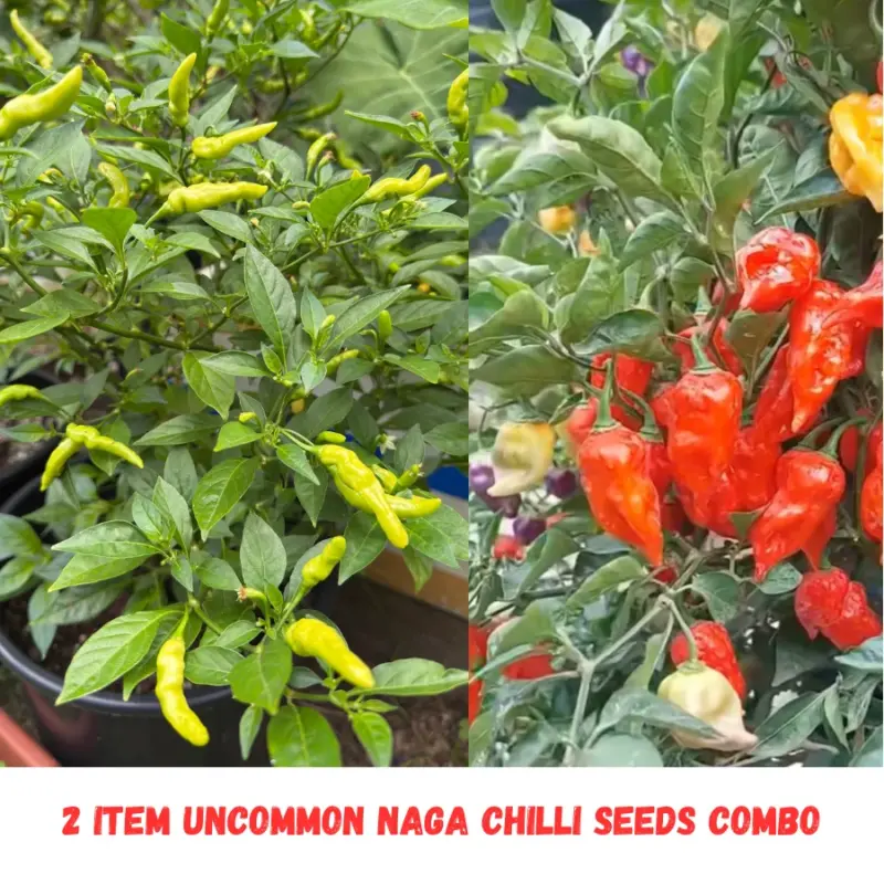 2 Item Uncommon Naga Chilli Seeds Combo