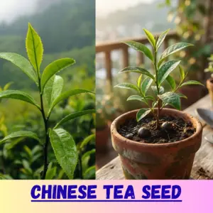 Chinese Tea Seed [ ভারতের বিখ্যাত কোম্পানি থেকে আমদানি করা চাইনিজ চা পাতার বীজ ]