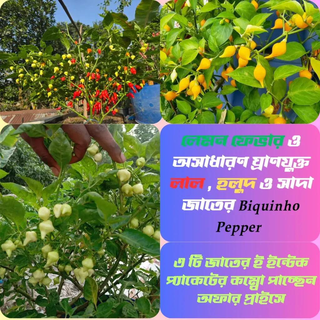 ৩ জাতের Biquinho Pepper [ লাল, হলুদ ও সাদা] প্রতিটির আলাদা আলাদা ইন্টেক প্যাকেটের কম্বো প্যাকেজ