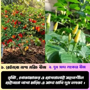 রেইনবো নাগা মরিচ ও সাদা ধানি দুধ লংকা ; এই দুই জাতের মরিচ বীজের ২ টি ইন্টেক প্যাকেট একসাথে পাচ্ছেন...