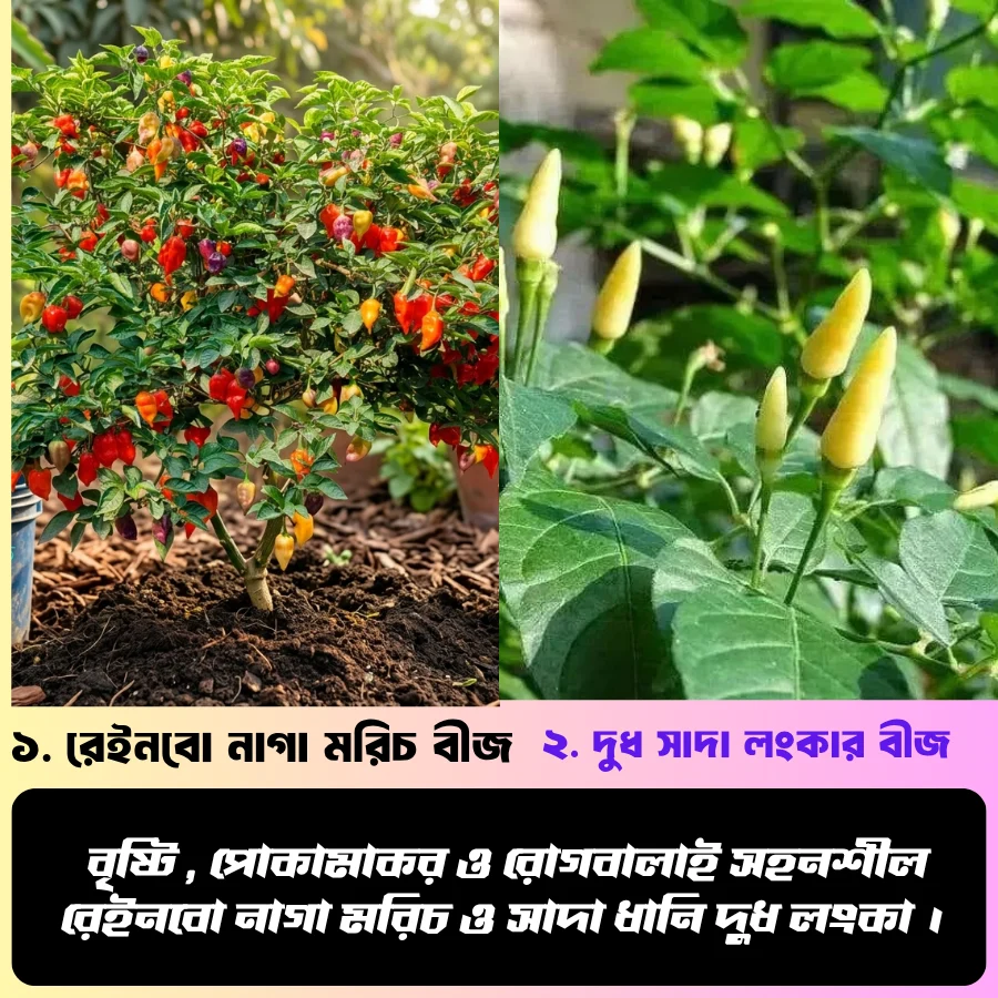 রেইনবো নাগা মরিচ ও সাদা ধানি দুধ লংকা ; এই দুই জাতের মরিচ বীজের ২ টি ইন্টেক প্যাকেট একসাথে পাচ্ছেন...