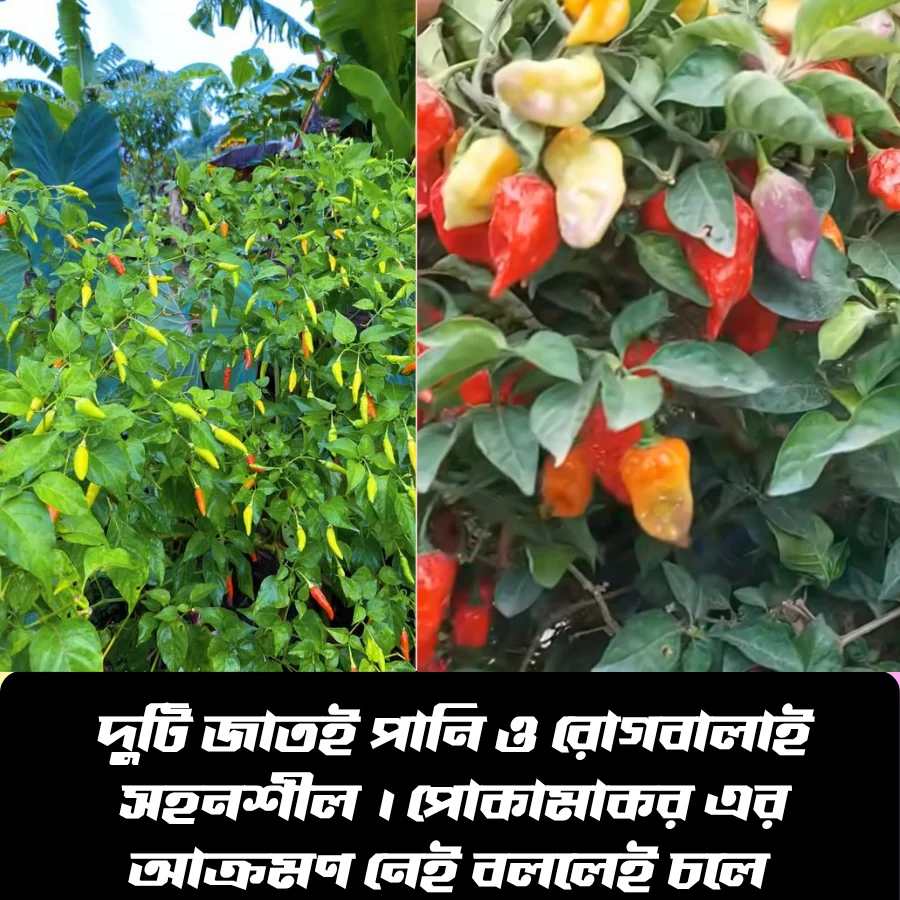 রেইনবো নাগা মরিচ ও সাদা ধানি দুধ লংকা ; এই দুই জাতের মরিচ বীজের ২ টি ইন্টেক প্যাকেট একসাথে পাচ্ছেন... - Image 7