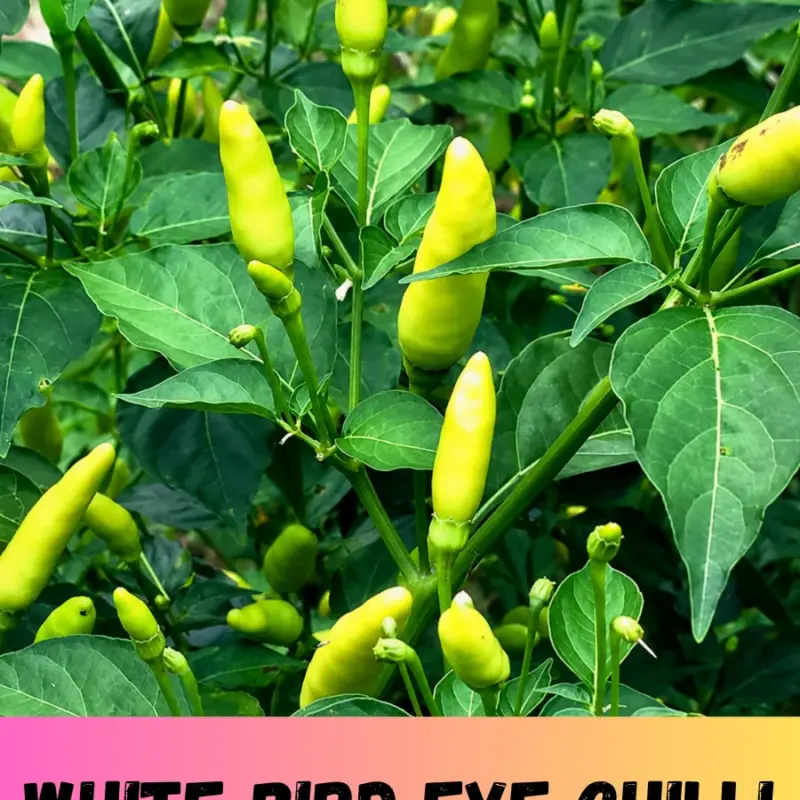 White Bird Eye Chilli ( সাদা ধানি দুধ লংকা ) বীজের ইন্টেক প্যাকেট