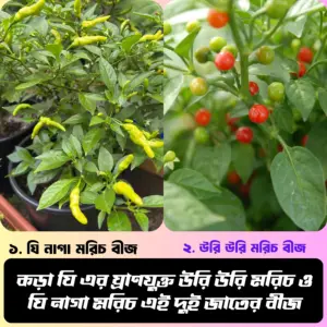 কড়া ঘি এর ঘ্রাণযুক্ত উরি উরি মরিচ ও ঘি নাগা মরিচ এই দুই জাতের বীজ