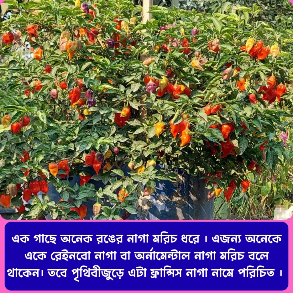 Francis / Rainbow / Ornamental naga chilli Seed