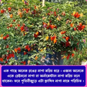 Francis / Rainbow / Ornamental naga chilli Seed