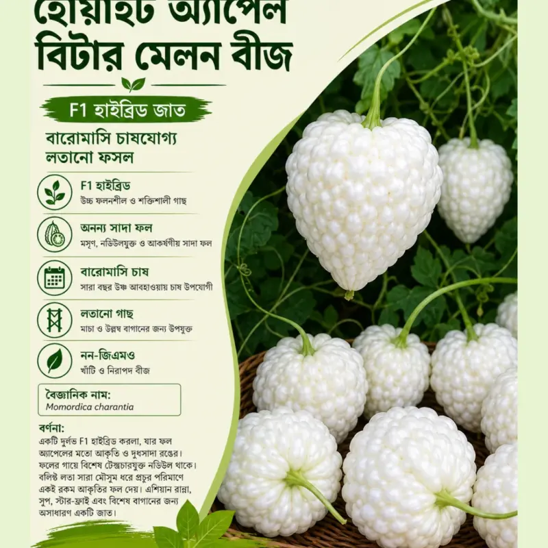 মিষ্টি স্বাদের সাদা আপেল করলার বীজের ইন্টেক প্যাকেট