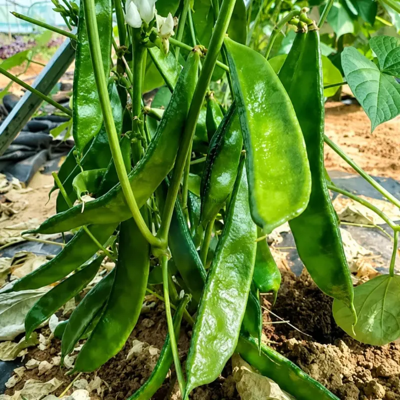 ১০০% অরিজিনাল আগাম ও উচ্চফলনশীল, বি ইউ ৫ জাতের কেরালা শিম, ১০ গ্রাম বীজের ইন্টেক প্যাকেট