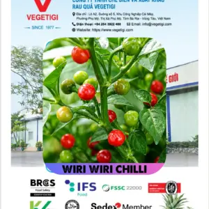 ১০০% অরিজিনাল , ঘি ঘ্রাণযুক্ত "উরি উরি" মরিচ বীজের ইন্টেক প্যাকেট + গাইড লাইন