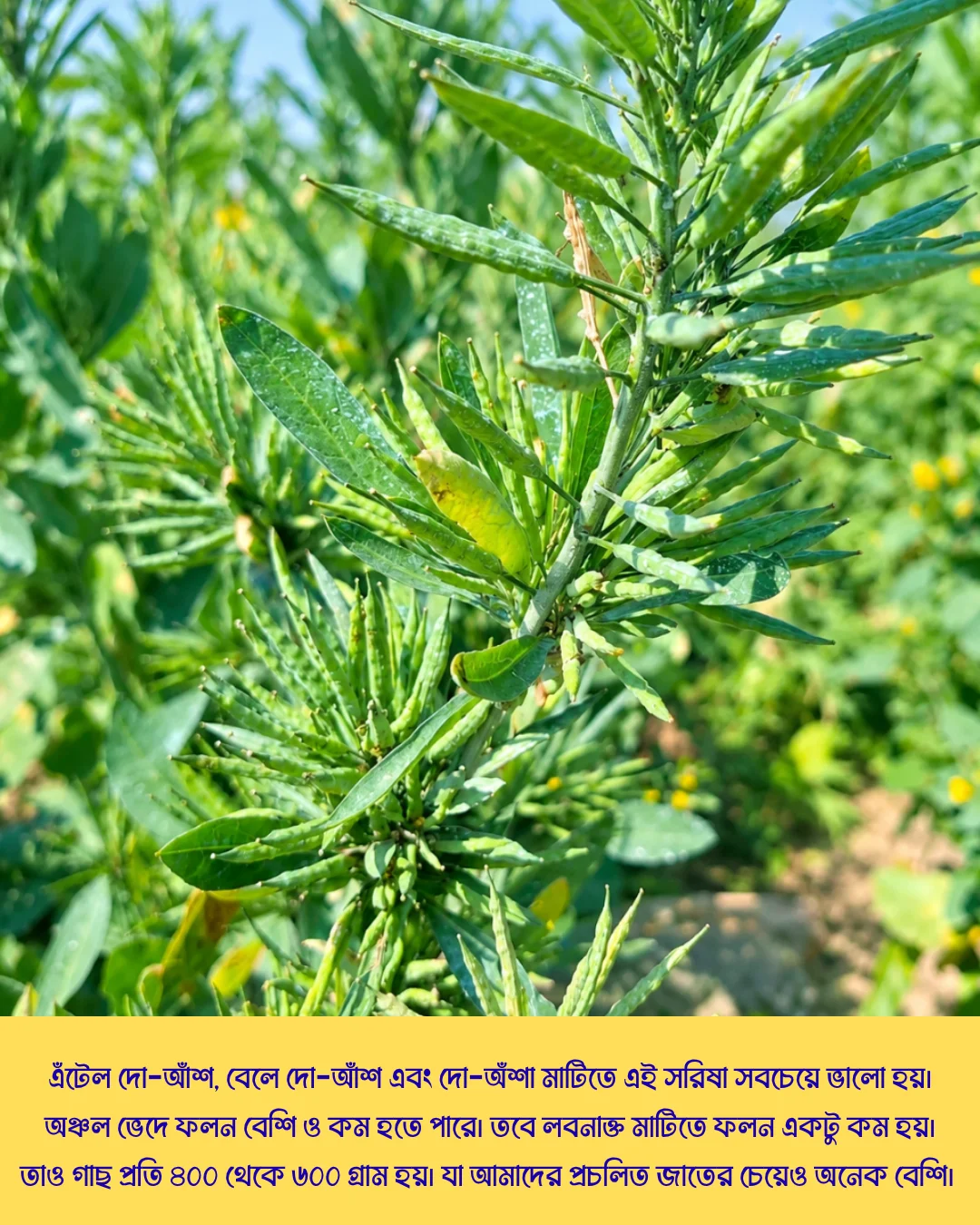 উচ্চফলনশীল পাঞ্জাবের বিখ্যাত F1 হাইব্রিড জাতের সরিষা NAMAN-19 এর ১০০ গ্রামের থেরাম দ্বারা শোধন করা বীজের ইন্টেক প্যাকেট (১ বিঘা সমপরিমাণ জমিতে চাষযোগ্য) - Image 13