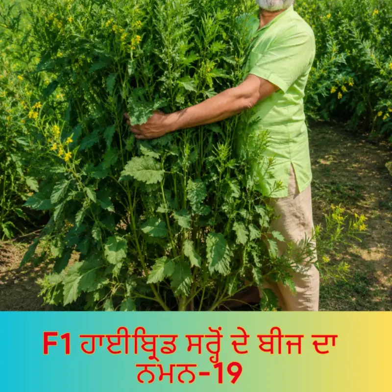 উচ্চফলনশীল পাঞ্জাবের বিখ্যাত F1 হাইব্রিড জাতের সরিষা NAMAN-19 এর ১০০ গ্রামের থেরাম দ্বারা শোধন করা বীজের ইন্টেক প্যাকেট (১ বিঘা সমপরিমাণ জমিতে চাষযোগ্য)