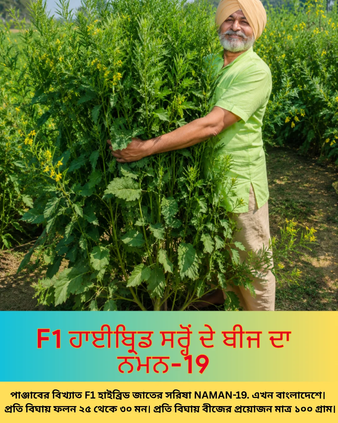 উচ্চফলনশীল পাঞ্জাবের বিখ্যাত F1 হাইব্রিড জাতের সরিষা NAMAN-19 এর ১০০ গ্রামের থেরাম দ্বারা শোধন করা বীজের ইন্টেক প্যাকেট (১ বিঘা সমপরিমাণ জমিতে চাষযোগ্য)