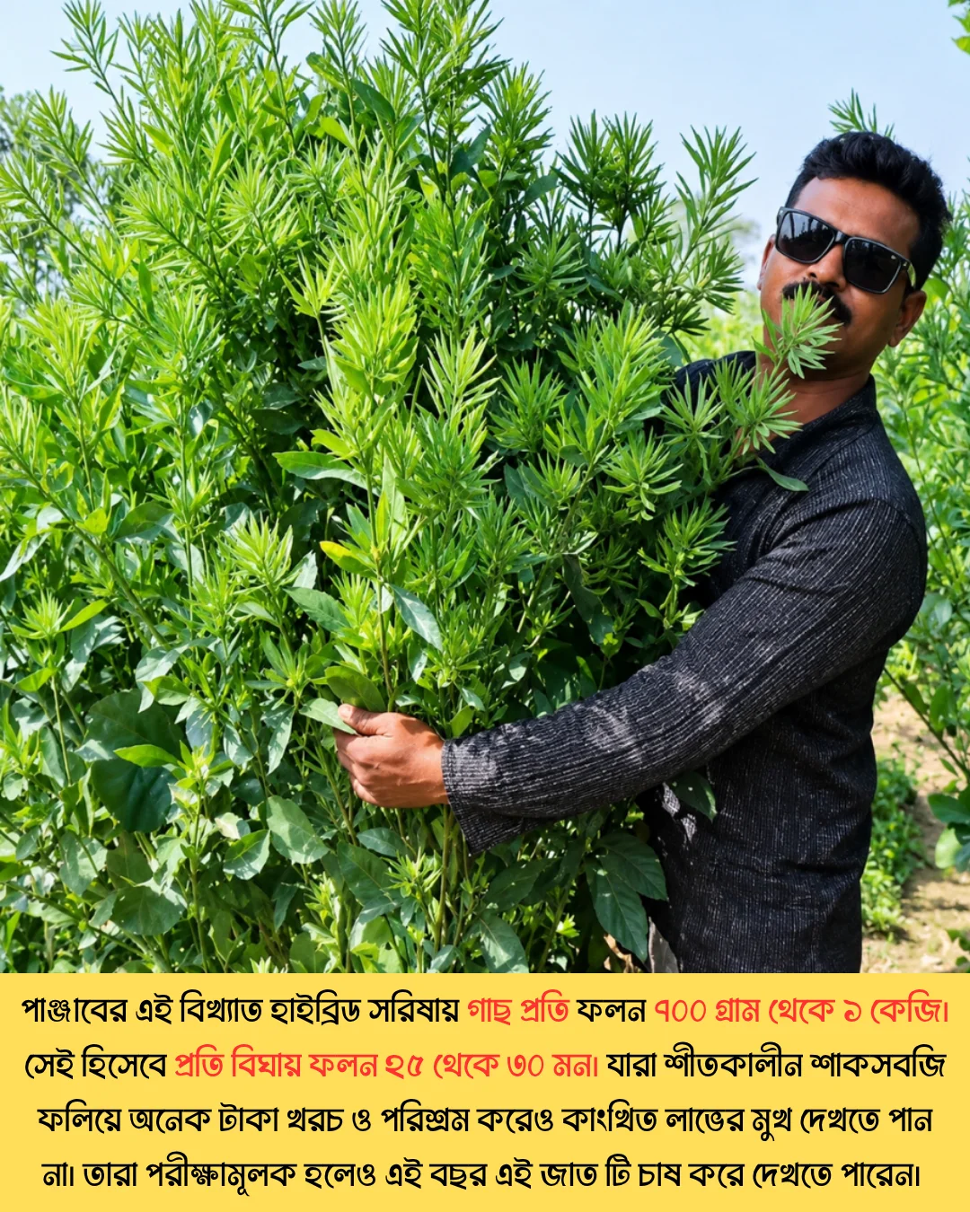 উচ্চফলনশীল পাঞ্জাবের বিখ্যাত F1 হাইব্রিড জাতের সরিষা NAMAN-19 এর ১০০ গ্রামের থেরাম দ্বারা শোধন করা বীজের ইন্টেক প্যাকেট (১ বিঘা সমপরিমাণ জমিতে চাষযোগ্য) - Image 4