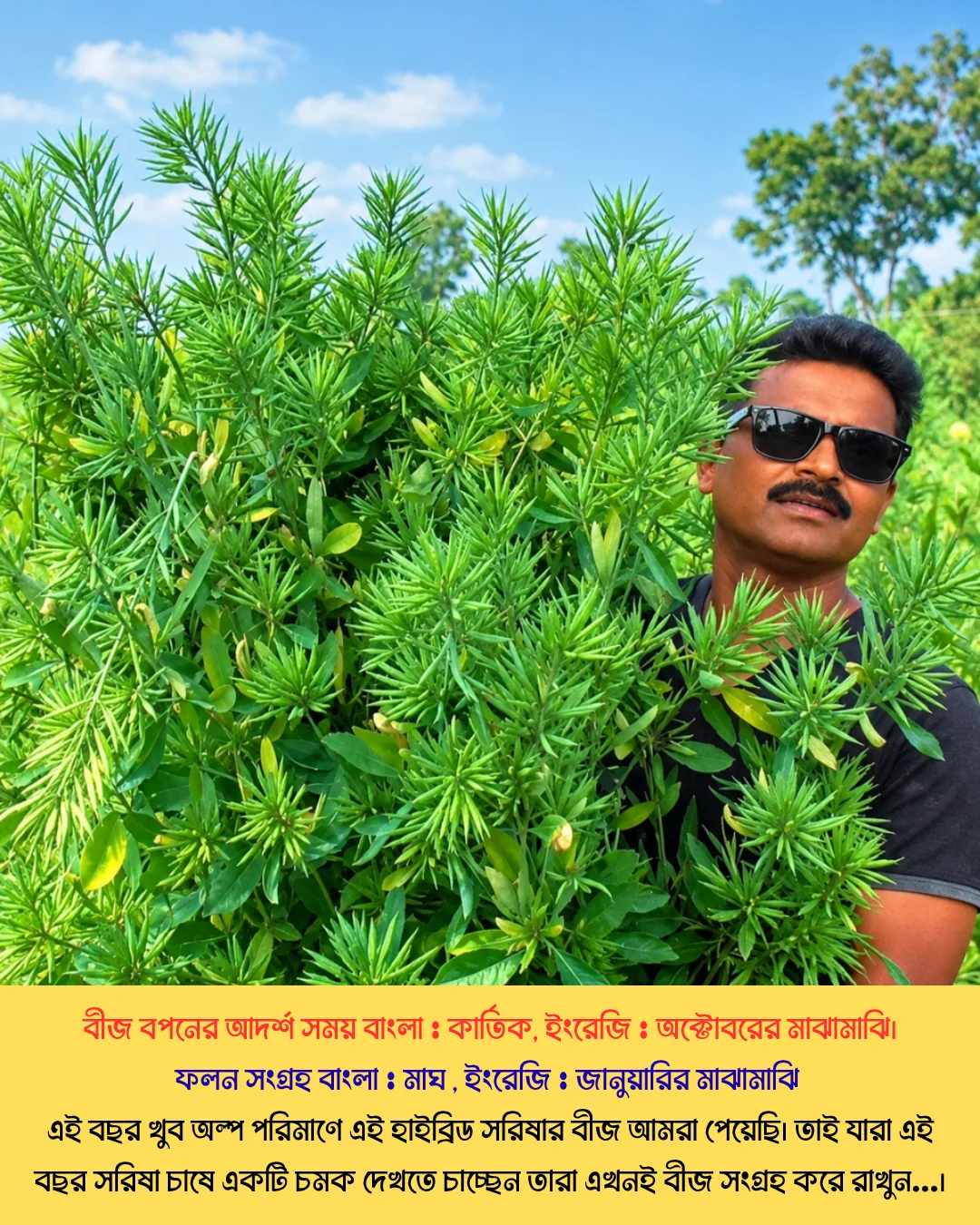 উচ্চফলনশীল পাঞ্জাবের বিখ্যাত F1 হাইব্রিড জাতের সরিষা NAMAN-19 এর ১০০ গ্রামের থেরাম দ্বারা শোধন করা বীজের ইন্টেক প্যাকেট (১ বিঘা সমপরিমাণ জমিতে চাষযোগ্য) - Image 5