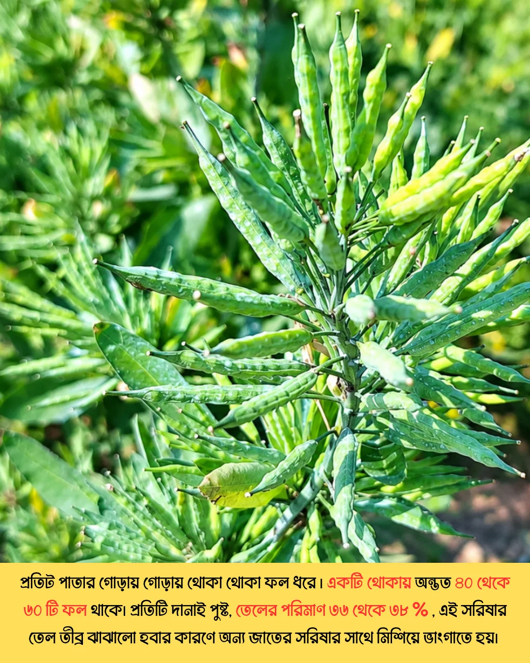 উচ্চফলনশীল পাঞ্জাবের বিখ্যাত F1 হাইব্রিড জাতের সরিষা NAMAN-19 এর ১০০ গ্রামের থেরাম দ্বারা শোধন করা বীজের ইন্টেক প্যাকেট (১ বিঘা সমপরিমাণ জমিতে চাষযোগ্য) - Image 6