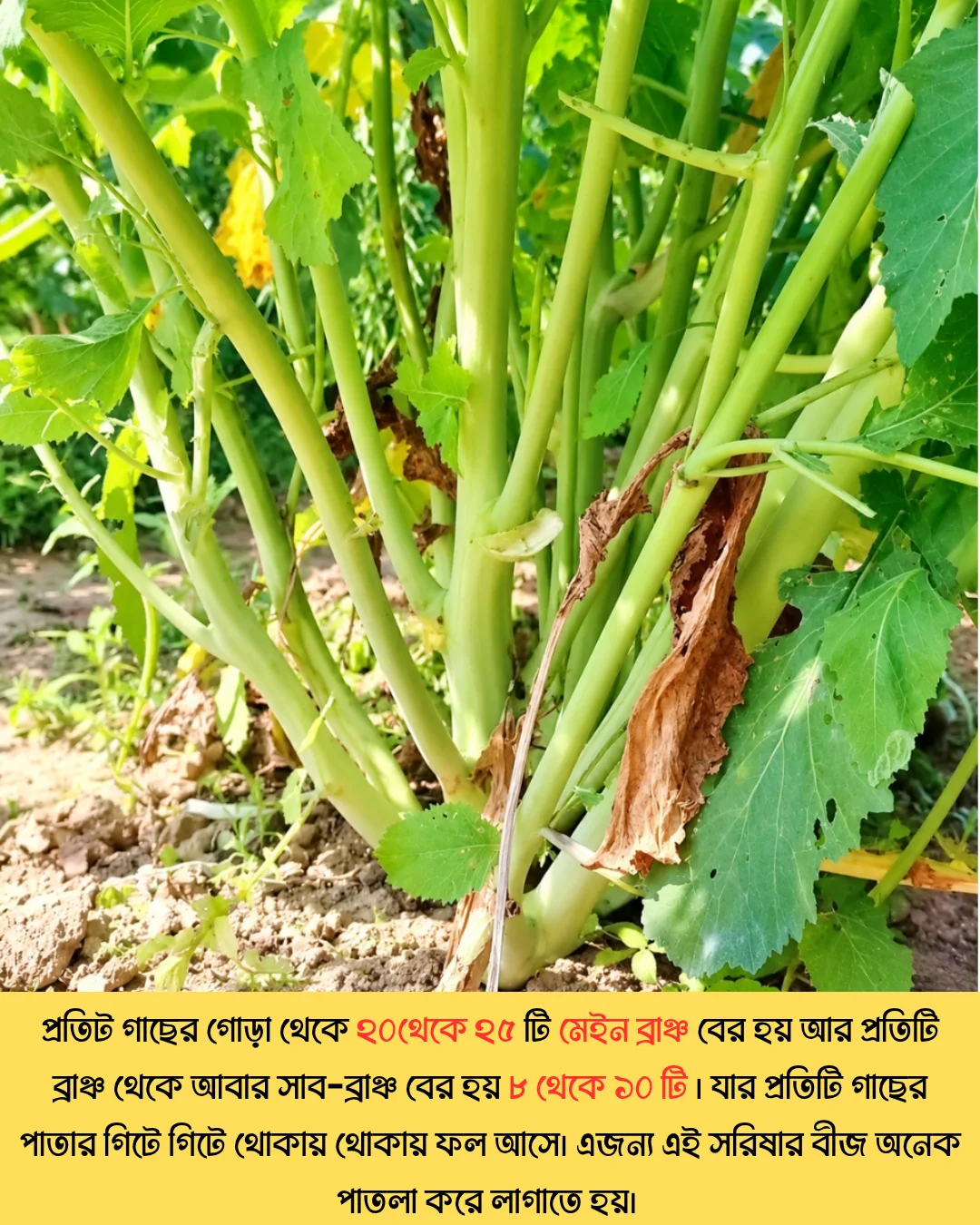 উচ্চফলনশীল পাঞ্জাবের বিখ্যাত F1 হাইব্রিড জাতের সরিষা NAMAN-19 এর ১০০ গ্রামের থেরাম দ্বারা শোধন করা বীজের ইন্টেক প্যাকেট (১ বিঘা সমপরিমাণ জমিতে চাষযোগ্য) - Image 7