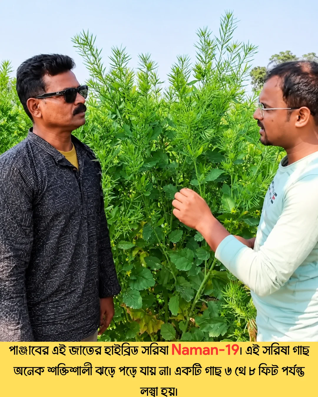 উচ্চফলনশীল পাঞ্জাবের বিখ্যাত F1 হাইব্রিড জাতের সরিষা NAMAN-19 এর ১০০ গ্রামের থেরাম দ্বারা শোধন করা বীজের ইন্টেক প্যাকেট (১ বিঘা সমপরিমাণ জমিতে চাষযোগ্য) - Image 8