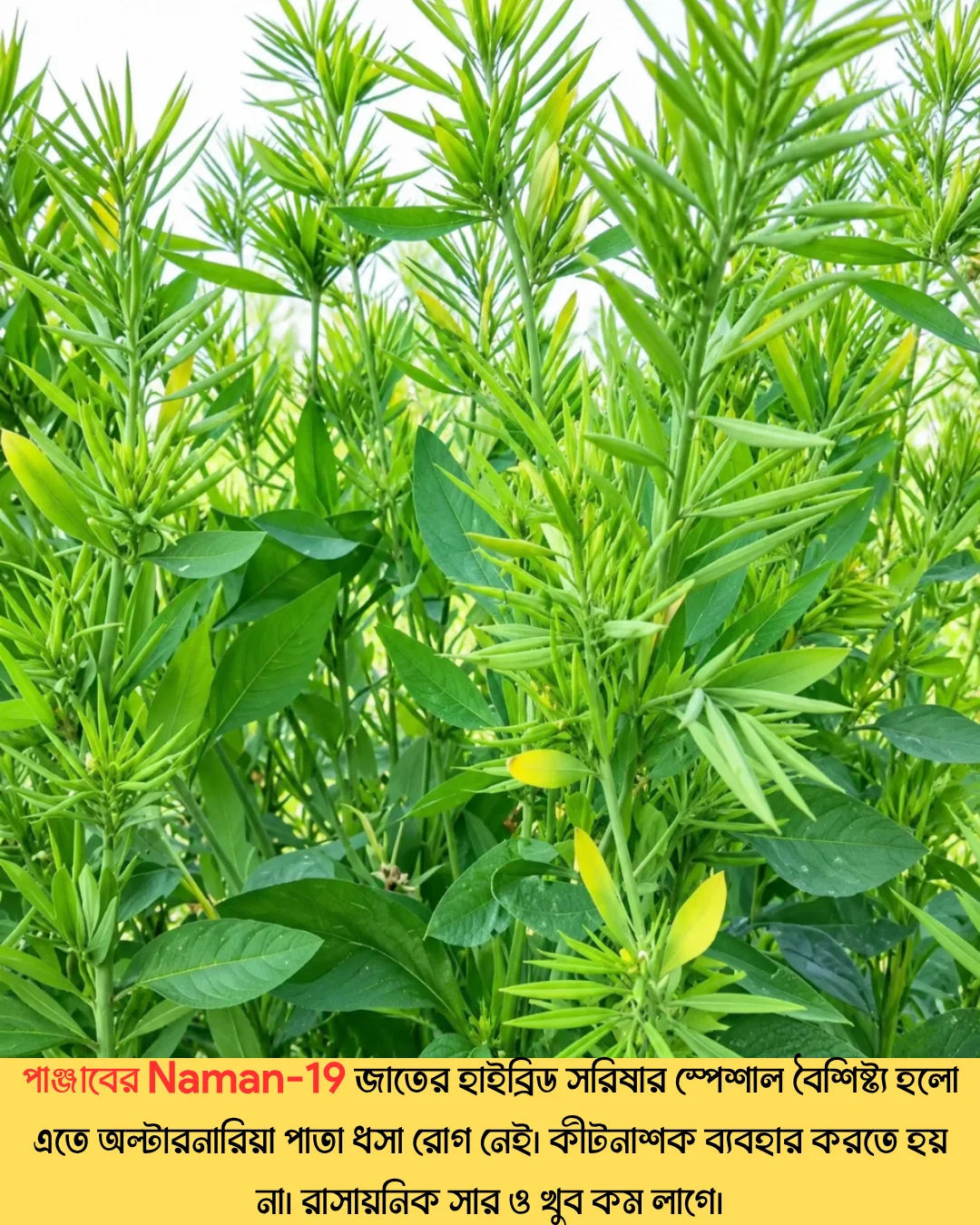 উচ্চফলনশীল পাঞ্জাবের বিখ্যাত F1 হাইব্রিড জাতের সরিষা NAMAN-19 এর ১০০ গ্রামের থেরাম দ্বারা শোধন করা বীজের ইন্টেক প্যাকেট (১ বিঘা সমপরিমাণ জমিতে চাষযোগ্য) - Image 9