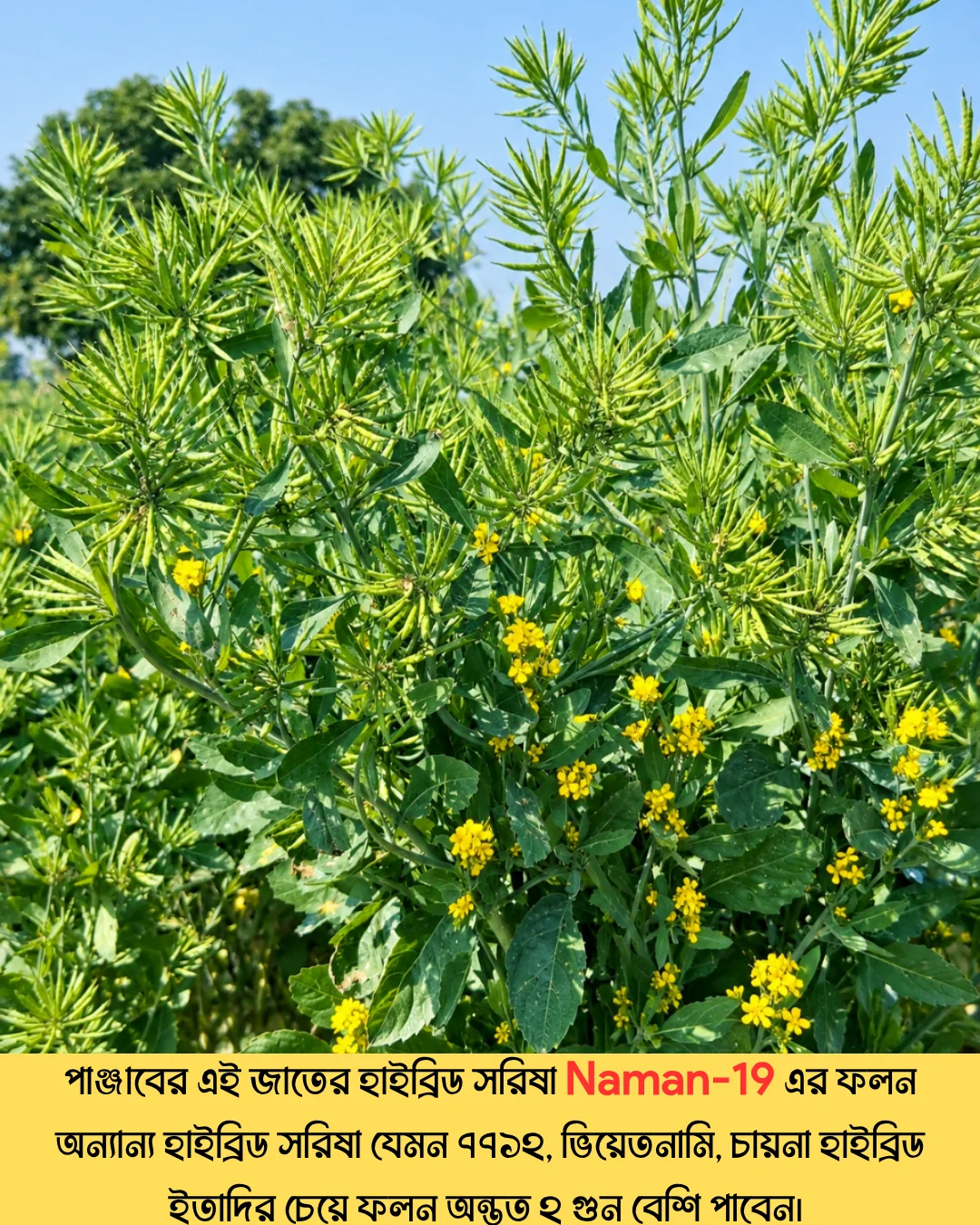 উচ্চফলনশীল পাঞ্জাবের বিখ্যাত F1 হাইব্রিড জাতের সরিষা NAMAN-19 এর ১০০ গ্রামের থেরাম দ্বারা শোধন করা বীজের ইন্টেক প্যাকেট (১ বিঘা সমপরিমাণ জমিতে চাষযোগ্য) - Image 10