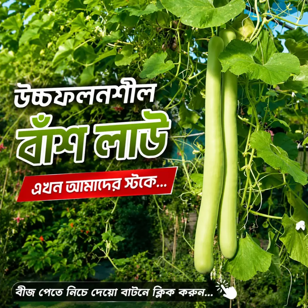 উচ্চফলনশীল বাঁশ লাউ এর ৪৫  থেকে ৫০ পিস বীজের ইন্টেক প্যাকেট