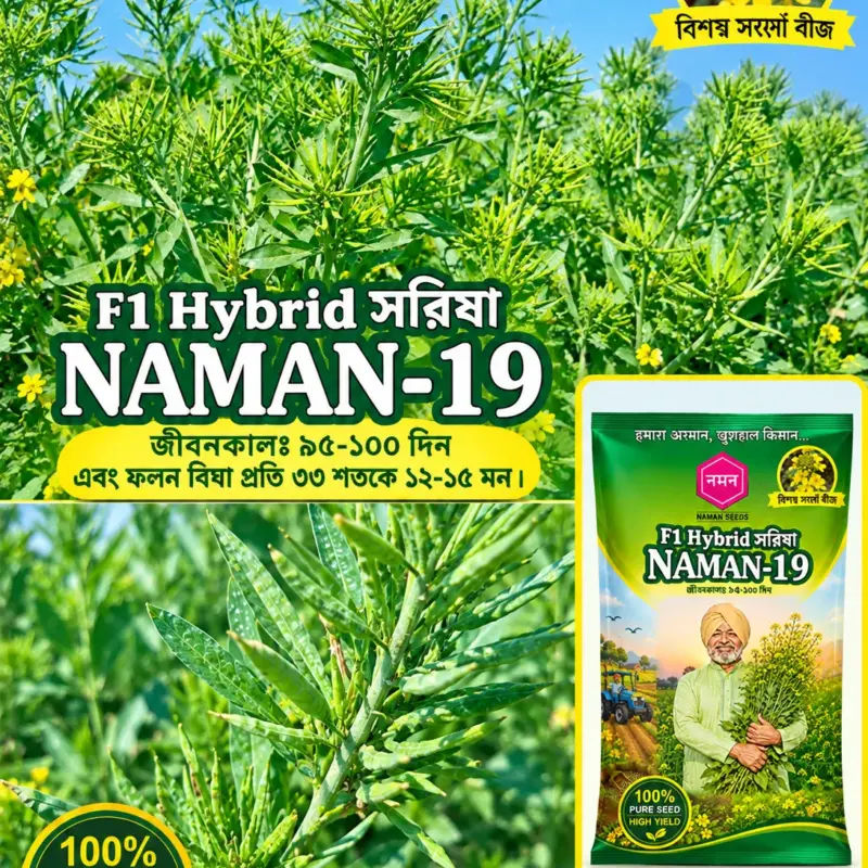 উচ্চফলনশীল পাঞ্জাবের বিখ্যাত F1 হাইব্রিড জাতের সরিষা NAMAN-19 এর ১০০ গ্রামের থেরাম দ্বারা শোধন করা বীজের ইন্টেক প্যাকেট (১ বিঘা সমপরিমাণ জমিতে চাষযোগ্য)