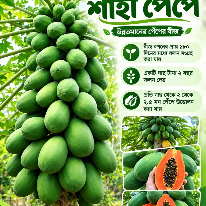 উচ্চফলনশীল শাহী পেঁপের বীজের ১ গ্রামের ইন্টেক প্যাকেট [ বীজ সংখ্যাঃ ৪০ থেকে ৫০ পিস]