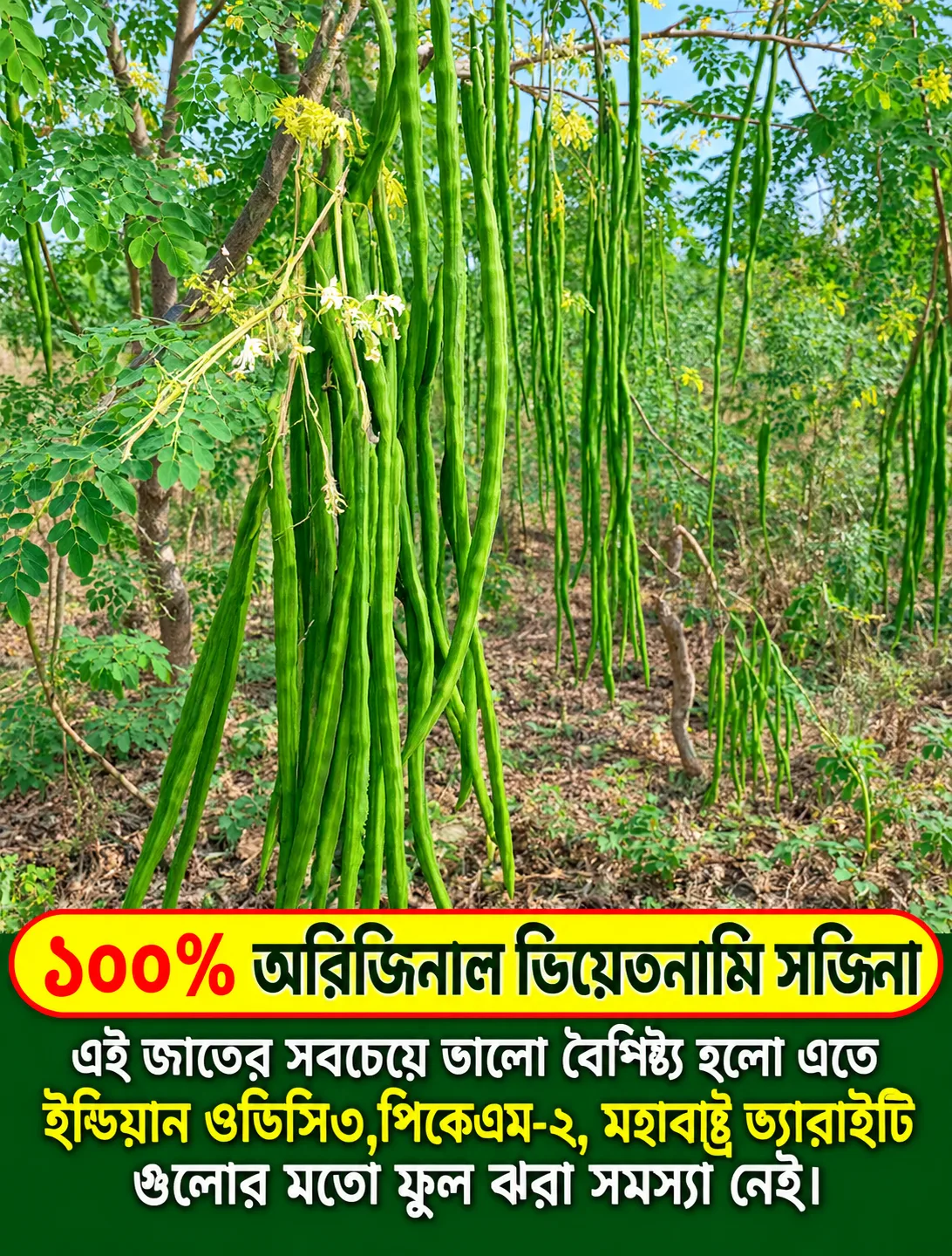 ১০০% অরিজিনাল ভিয়েতনামি সজিনার বীজের ইন্টেক প্যাকেট - Image 3