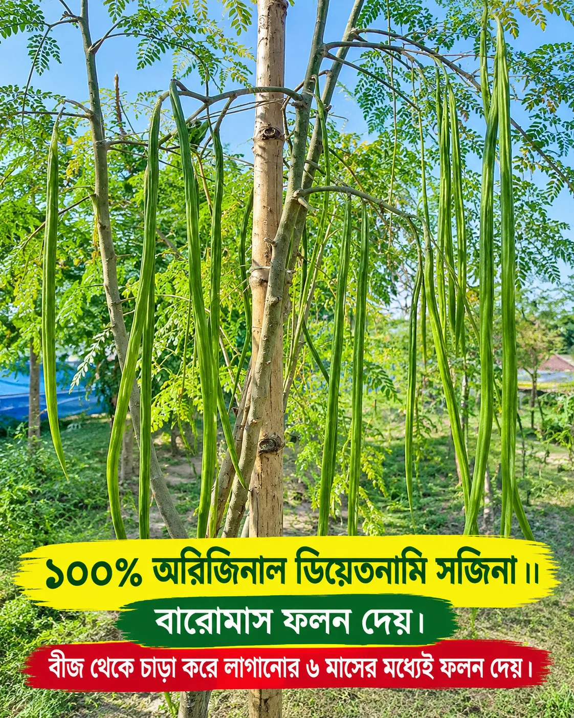 ১০০% অরিজিনাল ভিয়েতনামি সজিনার বীজের ইন্টেক প্যাকেট - Image 4